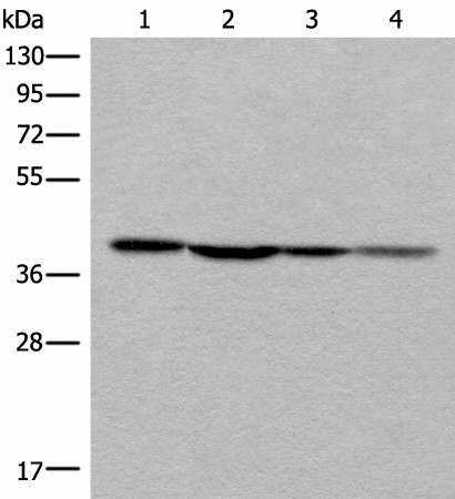ROM1 Polyclonal Antibody (E-AB-18687)