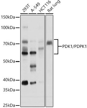 PDK1/PDPK1 Polyclonal Antibody (E-AB-93347)