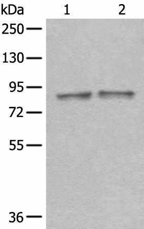 DDX1 Polyclonal Antibody (E-AB-52573)