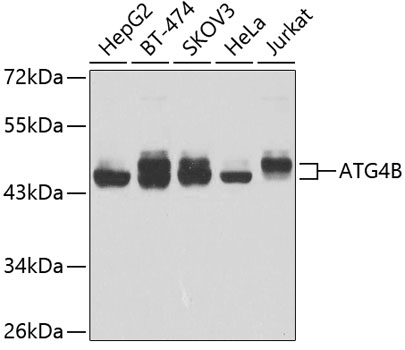 ATG4B Polyclonal Antibody (E-AB-62387)