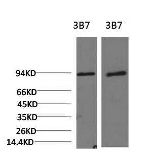 PI 3 kinase p85 alpha Monoclonal Antibody (E-AB-22164)