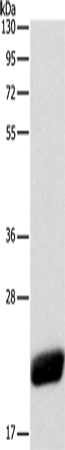 CAV1 Polyclonal Antibody (E-AB-16228)