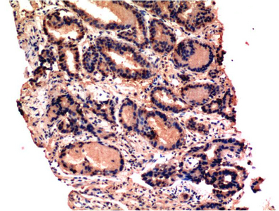 CASP3 Monoclonal Antibody (E-AB-22209)