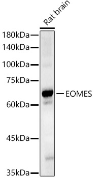 EOMES Polyclonal Antibody (E-AB-91997)