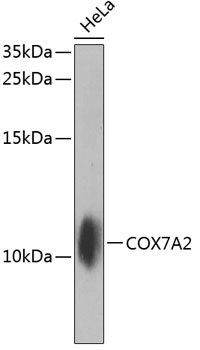 COX7A2 Polyclonal Antibody (E-AB-62052)