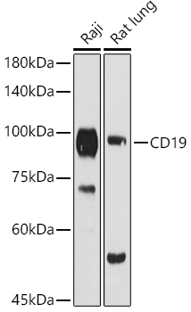 CD19 Polyclonal Antibody (E-AB-68356)