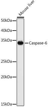 Caspase-6 Polyclonal Antibody (E-AB-91931)