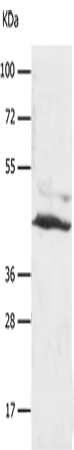 SLC16A7 Polyclonal Antibody (E-AB-15770)