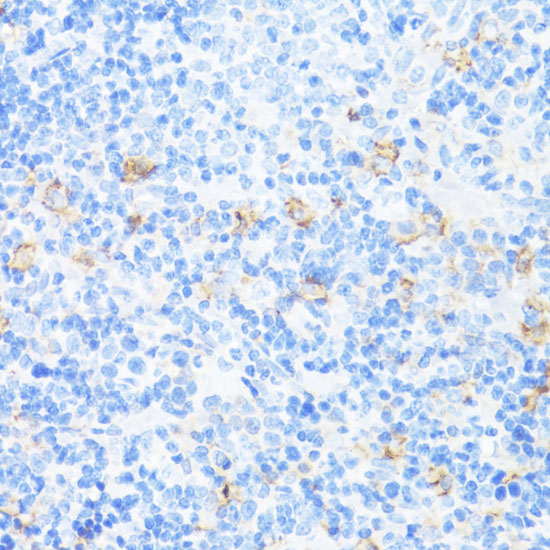CD11A Polyclonal Antibody (E-AB-60390)