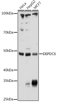 DEPDC6 Polyclonal Antibody (E-AB-92965)