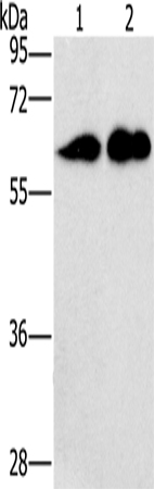 CD27 Polyclonal Antibody (E-AB-11055)