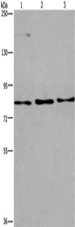 AGO4 Polyclonal Antibody (E-AB-16178)