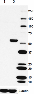 Biotin anti-HA.11 Epitope Tag Antibody (Previously Covance catalog# BIOT-101L) (901505)