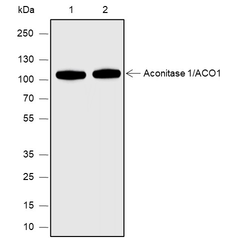 Recombinant Aconitase 1/ACO1 Monoclonal Antibody (AN301871L)