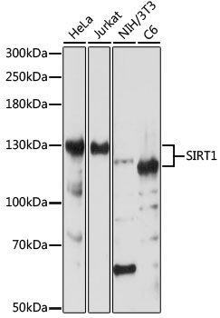 SIRT1 Polyclonal Antibody (E-AB-67101)
