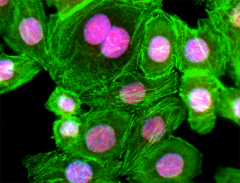 Alexa Fluor® 594 Donkey anti-rabbit IgG (minimal x-reactivity) Antibody (406418)