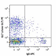PE anti-mouse/human GL7 Antigen (T and B cell Activation Marker) Antibody (144607)