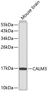 CALM3 Polyclonal Antibody (E-AB-65828)