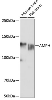 AMPH Polyclonal Antibody (E-AB-60940)