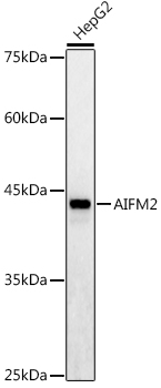 AIFM2/AMID Polyclonal Antibody (E-AB-93075)
