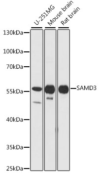 SAMD3 Polyclonal Antibody (E-AB-91459)