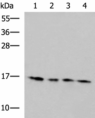 MRPL42 Polyclonal Antibody (E-AB-53040)