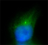 DyLight™ 488 Donkey anti-rabbit IgG (minimal x-reactivity) Antibody (406404)