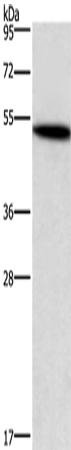SMAD3 Polyclonal Antibody (E-AB-13066)