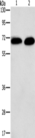 PRKCA Polyclonal Antibody (E-AB-13010)
