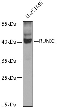 RUNX3 Polyclonal Antibody (E-AB-61635)