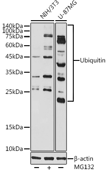 Ubiquitin Polyclonal Antibody (E-AB-93230)