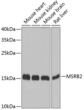 MSRB2 Polyclonal Antibody (E-AB-63065)