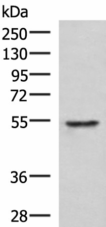 TUBD1 Polyclonal Antibody (E-AB-19020)