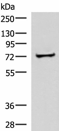 ZNF263 Polyclonal Antibody (E-AB-18458)