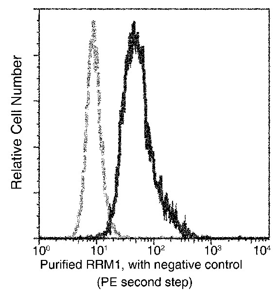 RRM1 Monoclonal Antibody (AN200083P)