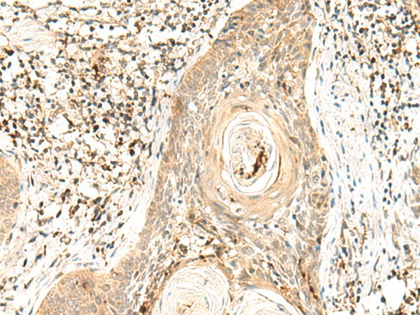 POLR1E Polyclonal Antibody (E-AB-18830)