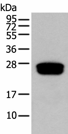GLIPR1L1 Polyclonal Antibody (E-AB-52347)