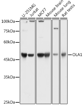 OLA1 Polyclonal Antibody (E-AB-90287)