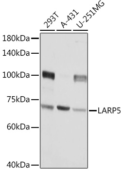 LARP5 Polyclonal Antibody (E-AB-90569)