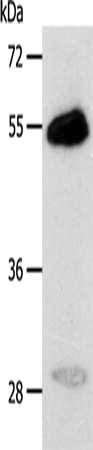 CA14 Polyclonal Antibody (E-AB-13969)