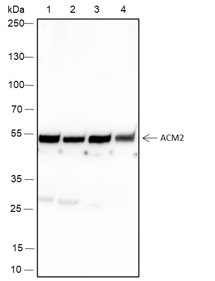 Recombinant Muscarinic Acetylcholine Receptor 2/CM2 Monoclonal Antibody (AN301426L)