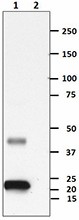 Ultra-LEAF™ Purified anti-human IFN-β Antibody (514005)