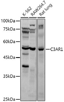 C3AR1 Polyclonal Antibody (E-AB-93391)