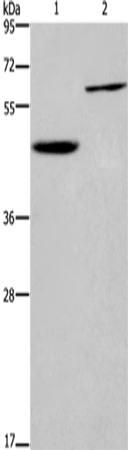 DOK1 Polyclonal Antibody (E-AB-10290)