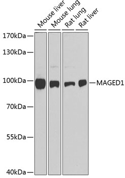 MAGED1 Polyclonal Antibody (E-AB-60181)