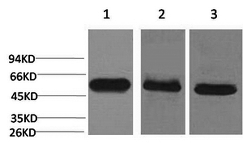 CASP8 Monoclonal Antibody (E-AB-22107)
