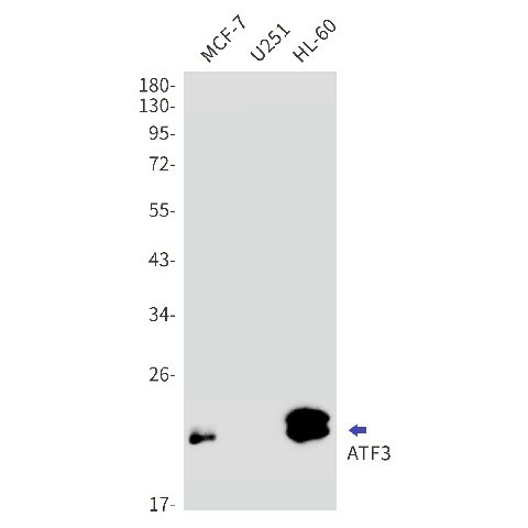Recombinant ATF3 Monoclonal Antibody (E-AB-81533)