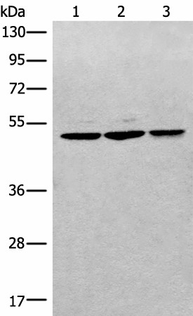 RPL3 Polyclonal Antibody (E-AB-52628)