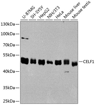 CELF1 Polyclonal Antibody (E-AB-62360)