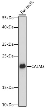 CALM3 Polyclonal Antibody (E-AB-65026)